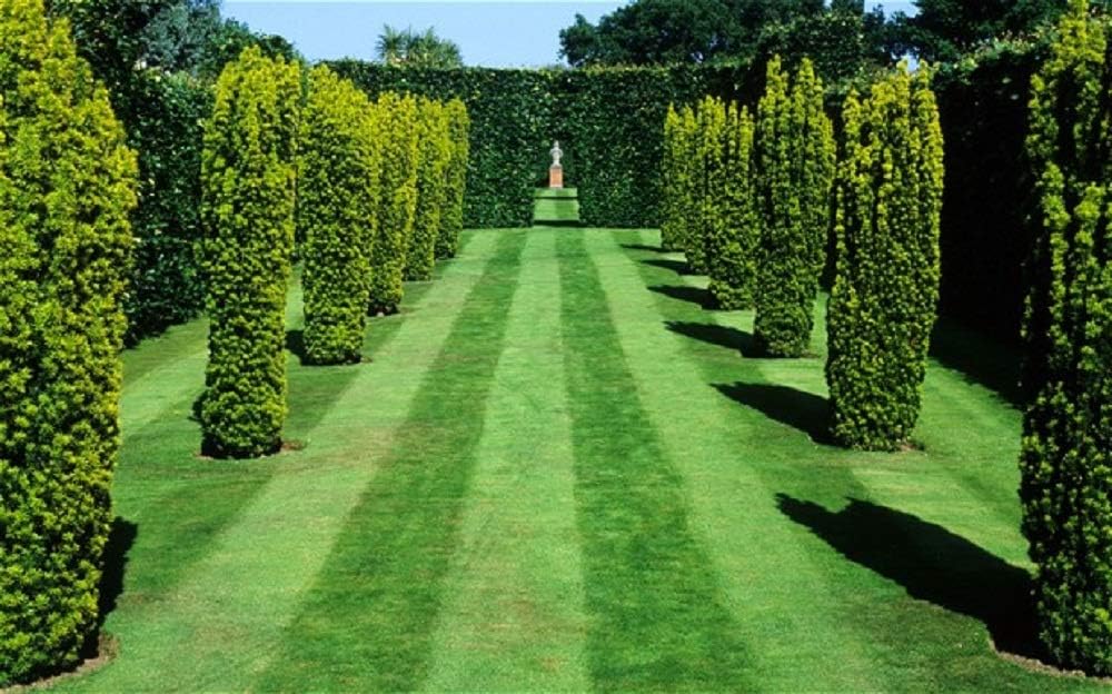 Luxury Grass Seed FINE Front Lawn Seed Pristine Certified Seeds (2kg)
