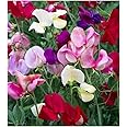 Earthcare Seeds Fragrant Sweet Peas 100 Seeds Royal Family (Lathyrus odoratus)