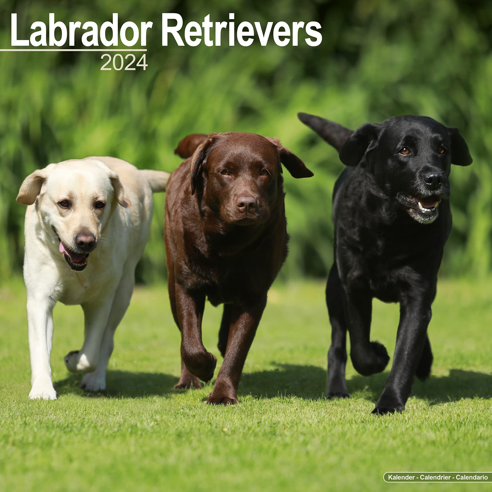 Labrador Ret (Mixed) Calendar 2024 | Square Dog Breed Wall Calendar - 16 Month
