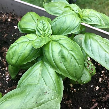 Promote Traders Pack of 50 Vegetable Seeds- Plant Seeds for Hanging Pot