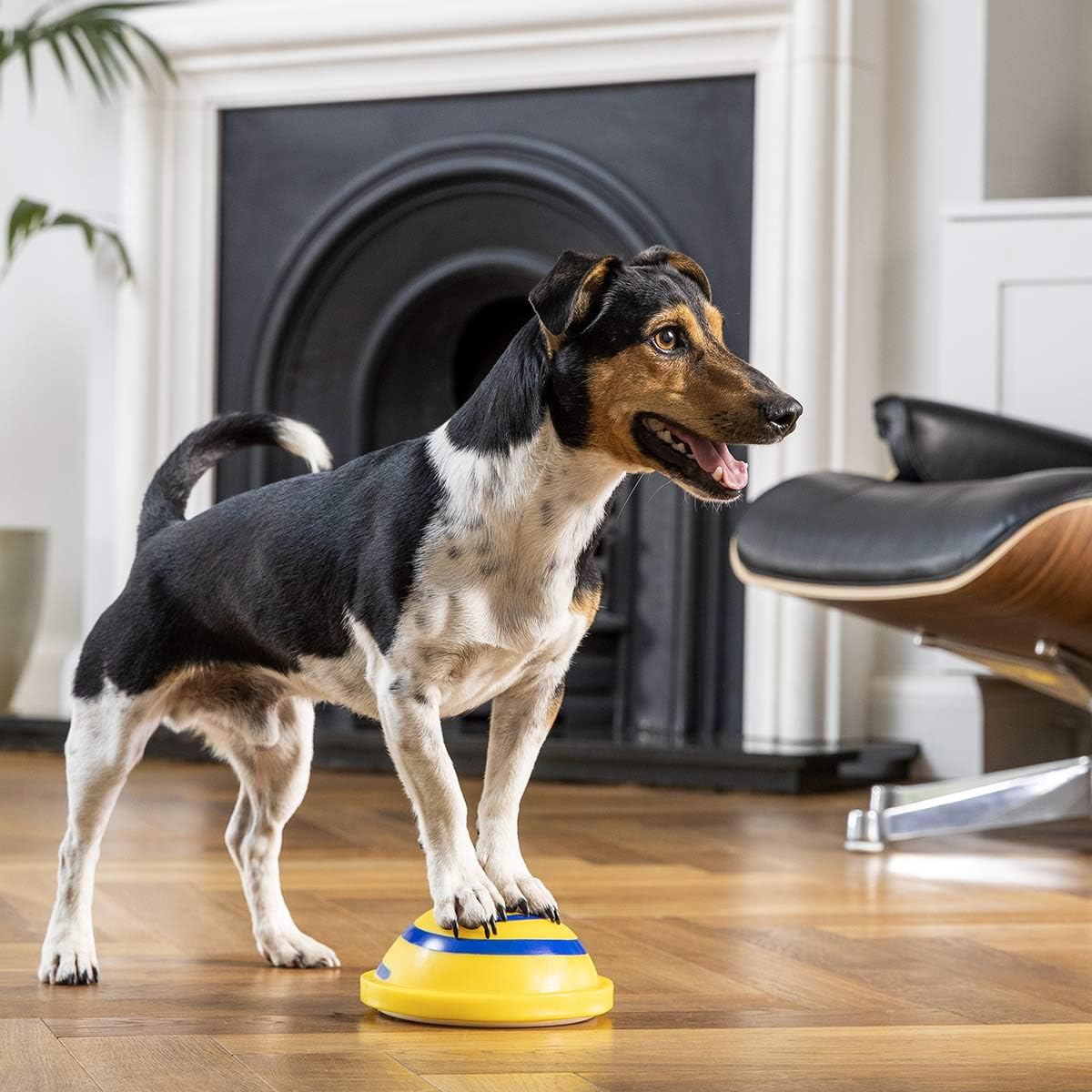 Maximize Your Pup's Playtime Discover the Best Dog Toys from JML