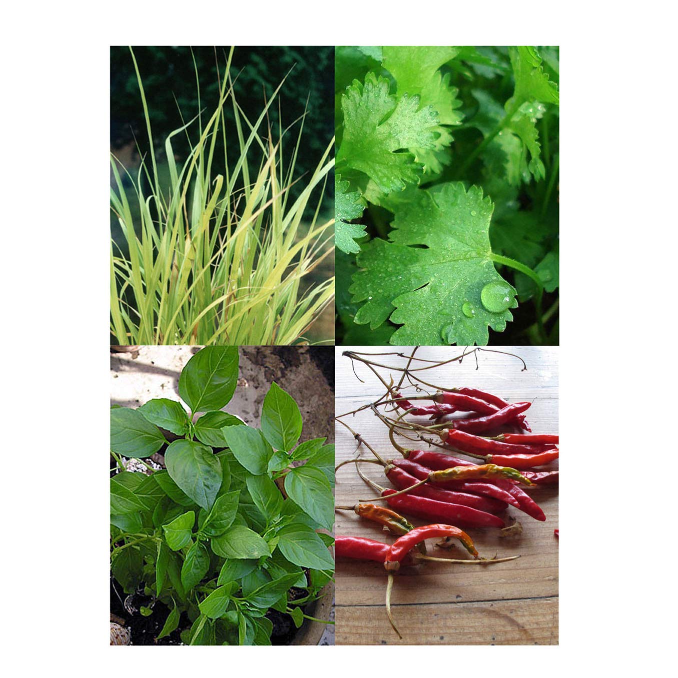 Magic Garden Seeds Hierbas de la Cocina tailandesa - Kit Regalo de ...