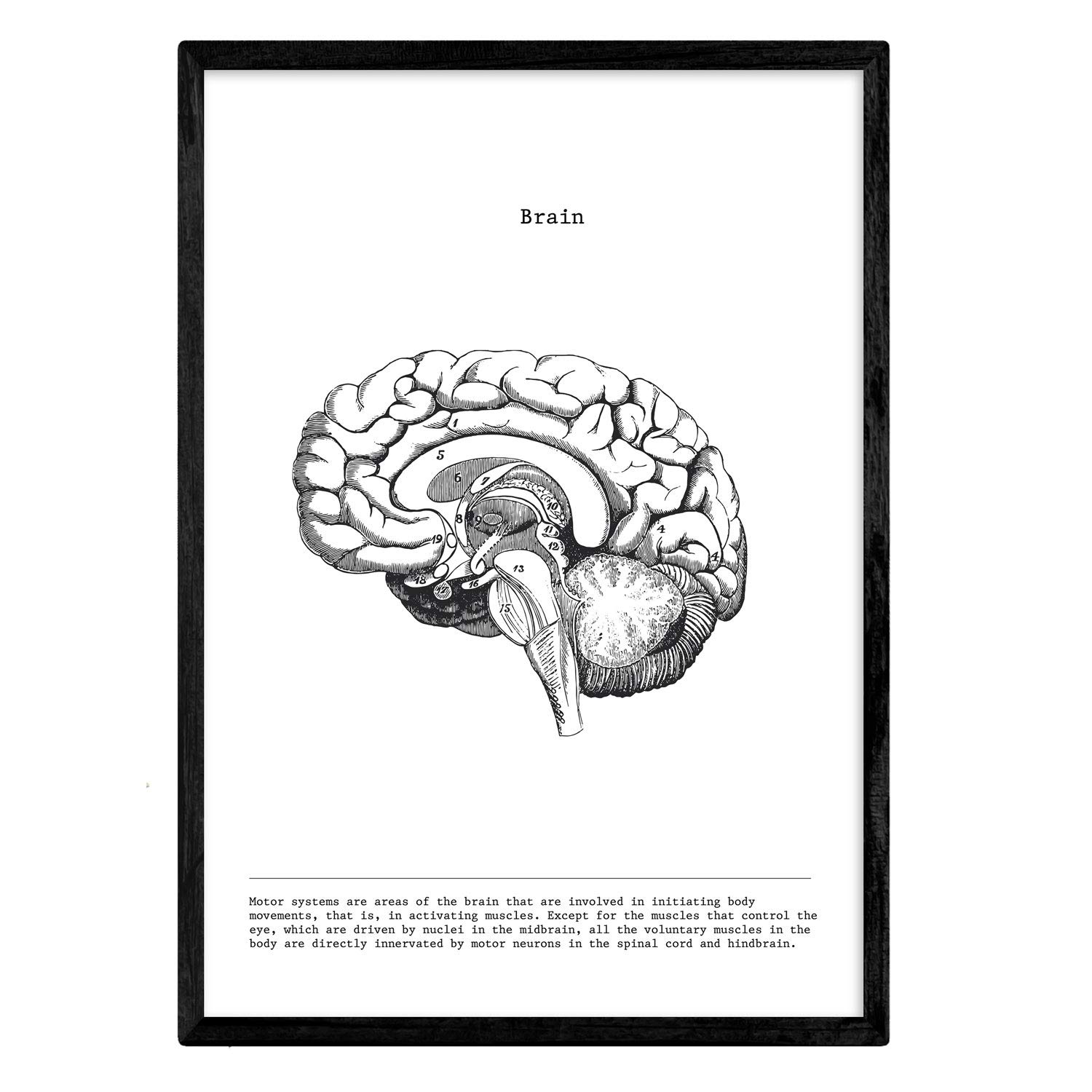 Nacnic Anatomy Poster. Vintage style wall decoration of bisected brains, muscles and bones. Assorted black and white pictures of human anatomy and body parts. Size A4.