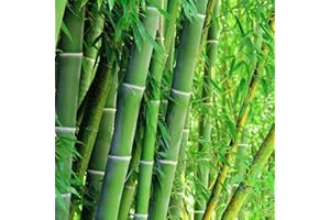 DICHMAG 300+ Giant Green Bamboo Seeds for Fast Growing - Privacy Screen Good for Environment Fresh Garden Seeds