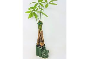 JM BAMBOO Jmbamboo - Live 10"-12" Money Tree Bonsai-and elephant ceramic pot.