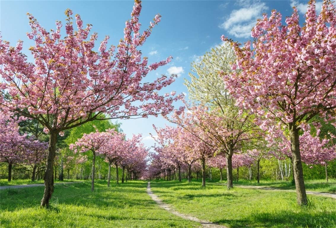 Leyiyi 10x8ft Cherry Blossom Photography Background Spring Flower Floral Petals Trees Garden Sky Cloud Grassland Backdrop Meadow Path Wedding Kids Birthday Photo Portrait Vinyl Studio Prop