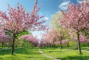 Leyiyi 10x8ft Cherry Blossom Photography Background Spring Flower Floral Petals Trees Garden Sky Cloud Grassland Backdrop Meadow Path Wedding Kids Birthday Photo Portrait Vinyl Studio Prop