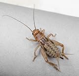 Livefoods4u Large Silent Brown Crickets 15-20mm Approx 50 Tub view 6