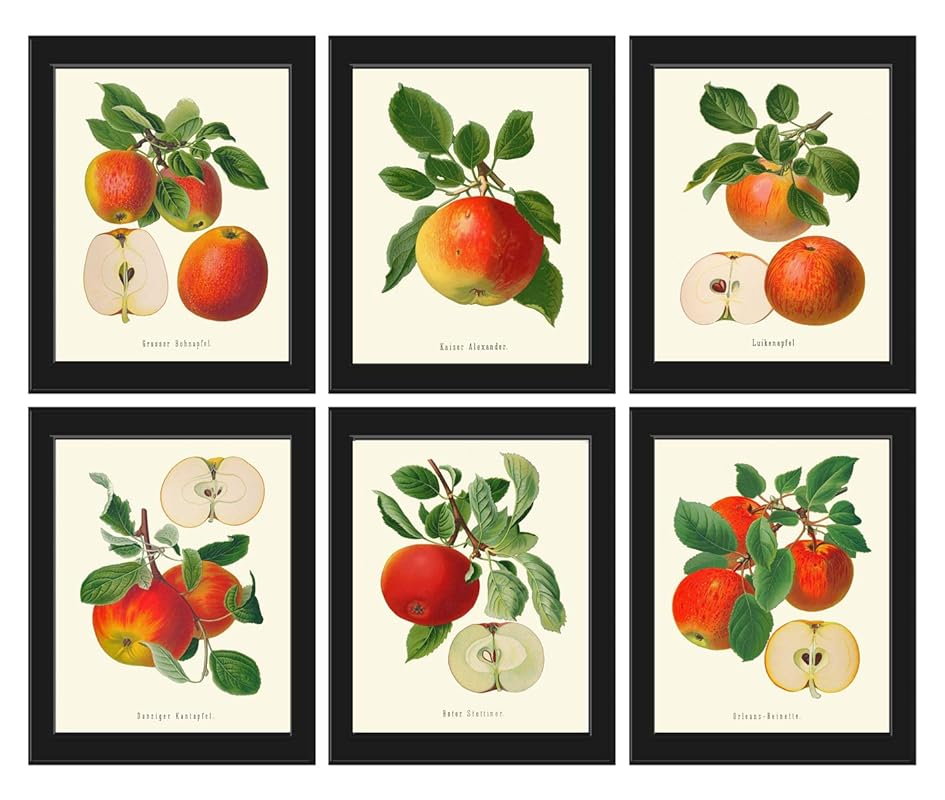 Amazon Com Apple Fruit Print Set Of 6 Prints Antique Beautiful Red Yellow Green Apples Colorful Garden Nature Plants Botany Home Room Decor Wall Art Unframed Gr Handmade