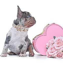 Elegant little tail Dog Collar, Girl or Boy Dog