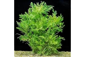 YOKEBOM 5-7 Water Wisteria Aquarium Live Plant Stems, Water Wisteria Live Aquatic Plants for Freshwater Aquarium, Live Aquarium Plants Freshwater Bundle