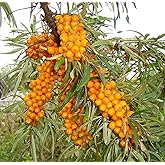 50PCS Sea Buckthorn Seeds Hippophae Rhamnoides Perennial Shrub Seeds Edible Fruit Tree Seeds Easy Grow Outdoor Indoor
