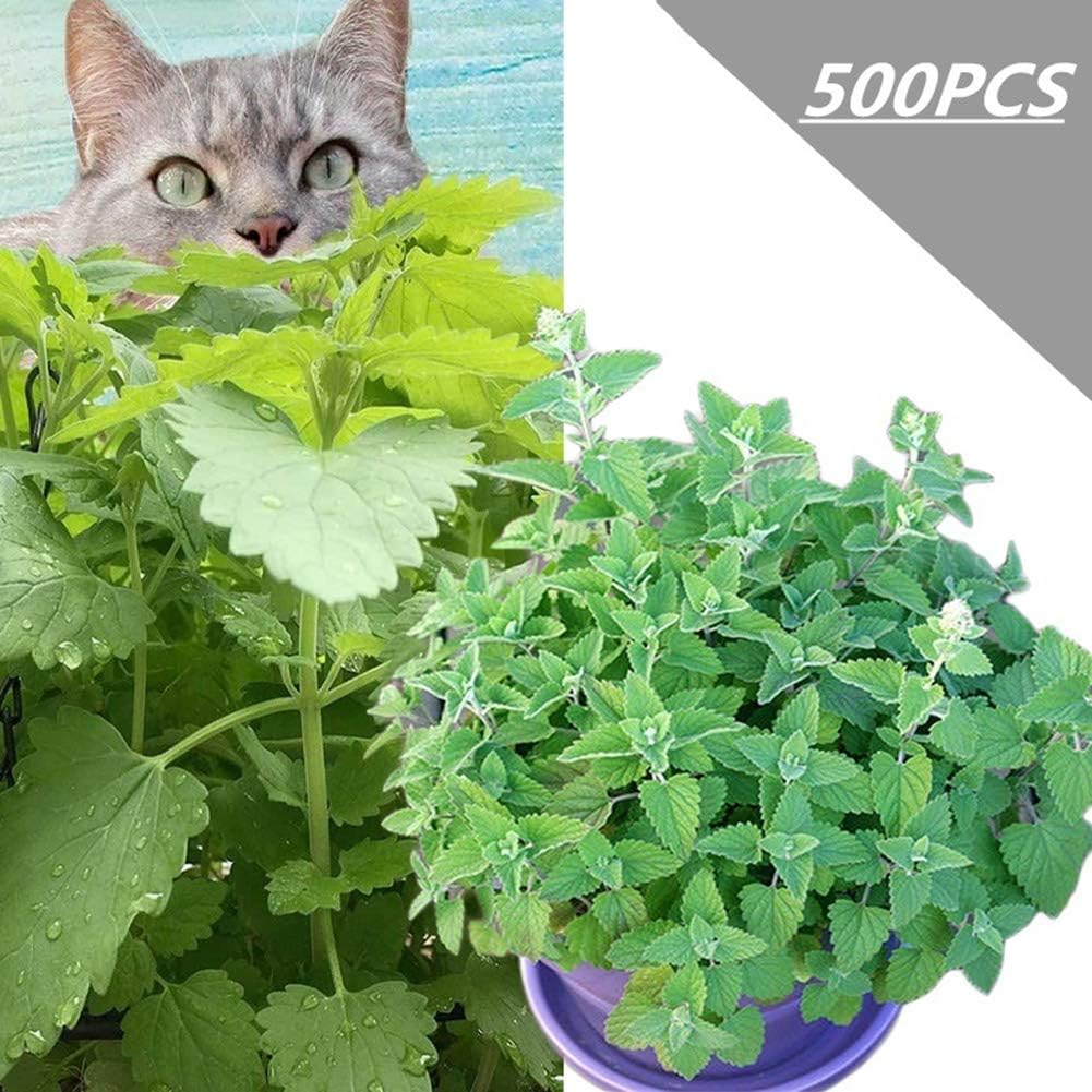 Mggsndi 500Pcs Nepeta Cataria Seeds Catnip Catmint Herb Plant Garden Yard Bonsai Decor - Heirloom Non GMO - Seeds for Planting an Indoor and Outdoor Garden Nepeta Cataria Seeds