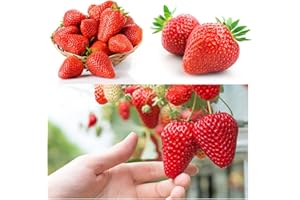 VGENKD Red Climbing Strawberry Seeds for Planting, Non-GMO Heirloom Sweet and Delicious Four Seasons Fruit Plant Home Garden for Home Garden and Bonsai Planting 300+ (Fragaria × ananassa)
