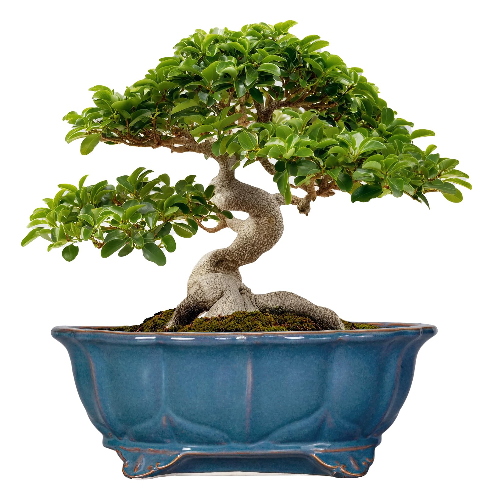 Photo 1 of Teagas Bonsai Pots - 13.2 Inch Oval Ceramic Pots for Plants, Large Succulent Planter with Drainage Hole, Decorative Planters for Indoor Outdoor, Garden House Decor, Housewarming Gifts, Retro Blue
