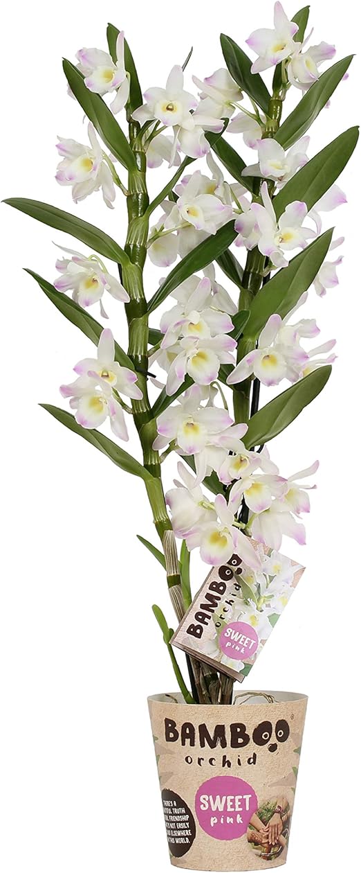 Orchidea Da Bamboo Orchid Bambu Orchidea Altezza 50 Cm 2 Germogli Fiori Bianco Rosa Dendrobium Nobile Harukaze Amazon It Giardino E Giardinaggio