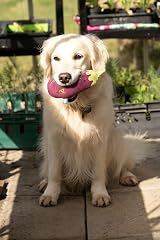 Petface Foodie Faces Aubergine Plush Dog Toy with Squeaker view 5