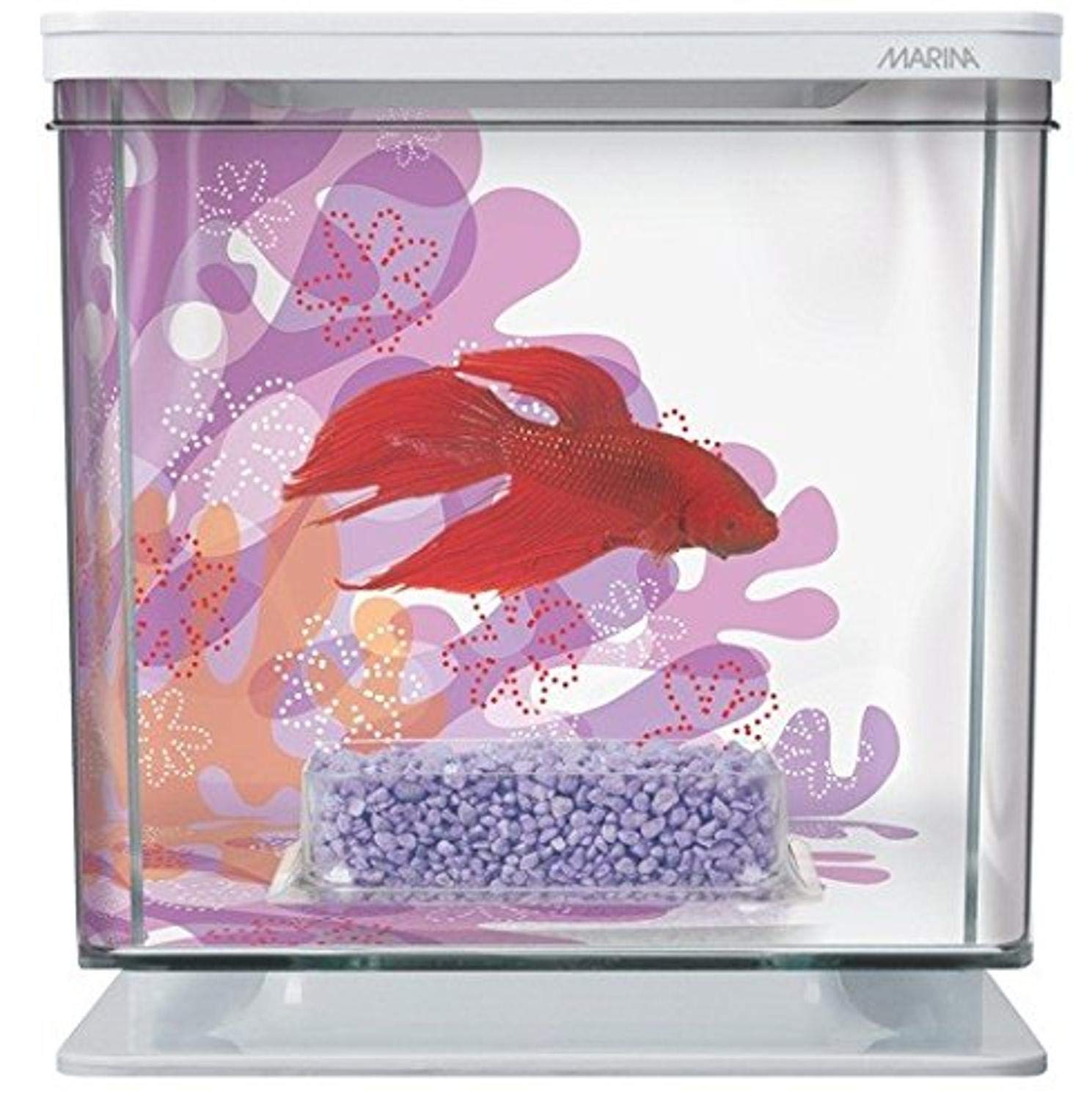 betta fish starter kit