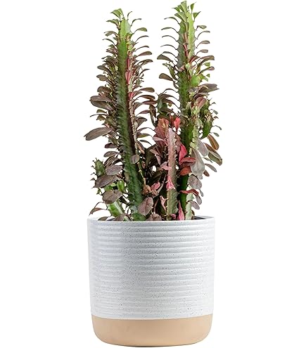 Amazon.com : Royal Red African Milk Tree - Euphorbia trigona - 2.5