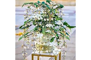 HILROQG 8-12" Tall Clerodendrum Wallichii Live Plant, Light Bulbs Chains of Glory Vine, Rare Tropical Blooming Plant, Bareroot Dormant