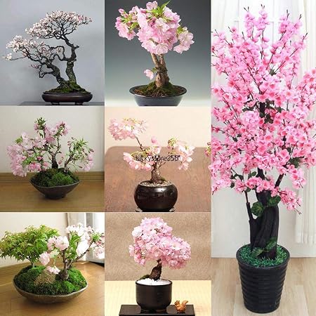 Portal Cool Couleur 10 10pcs Japonais Sakura Graines Bonsaã