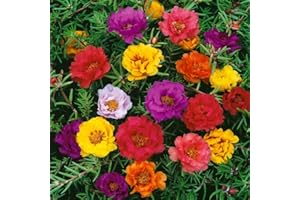 THE LUCKY STARS 10000 Mixed Moss Rose Seeds - HOA Mười Giờ -AKA. Portulaca Grandiflora Mix, Moss-Rose Purslane, Eleven O'clock, Mexican Rose, Sun Rose, Rock Rose | Heat & Drought Tolerant | Ground Cover Plant