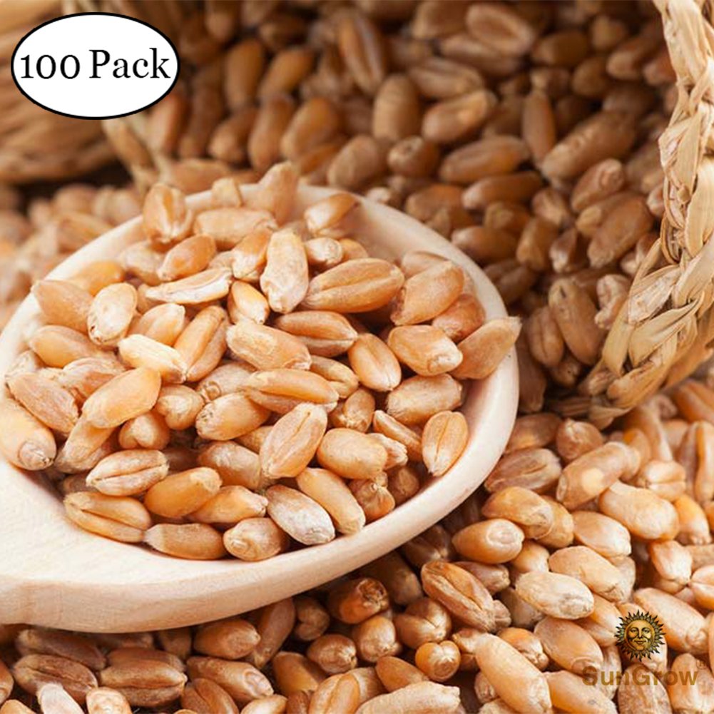 Wheatgrass Seeds for Cats by SunGrow - Aids faster digestion - Prevents furballs - Rich in essential amino acids - Fast, Thick and Easy growth Petgrass - Organic Non GMO seeds - 100 seeds per pack