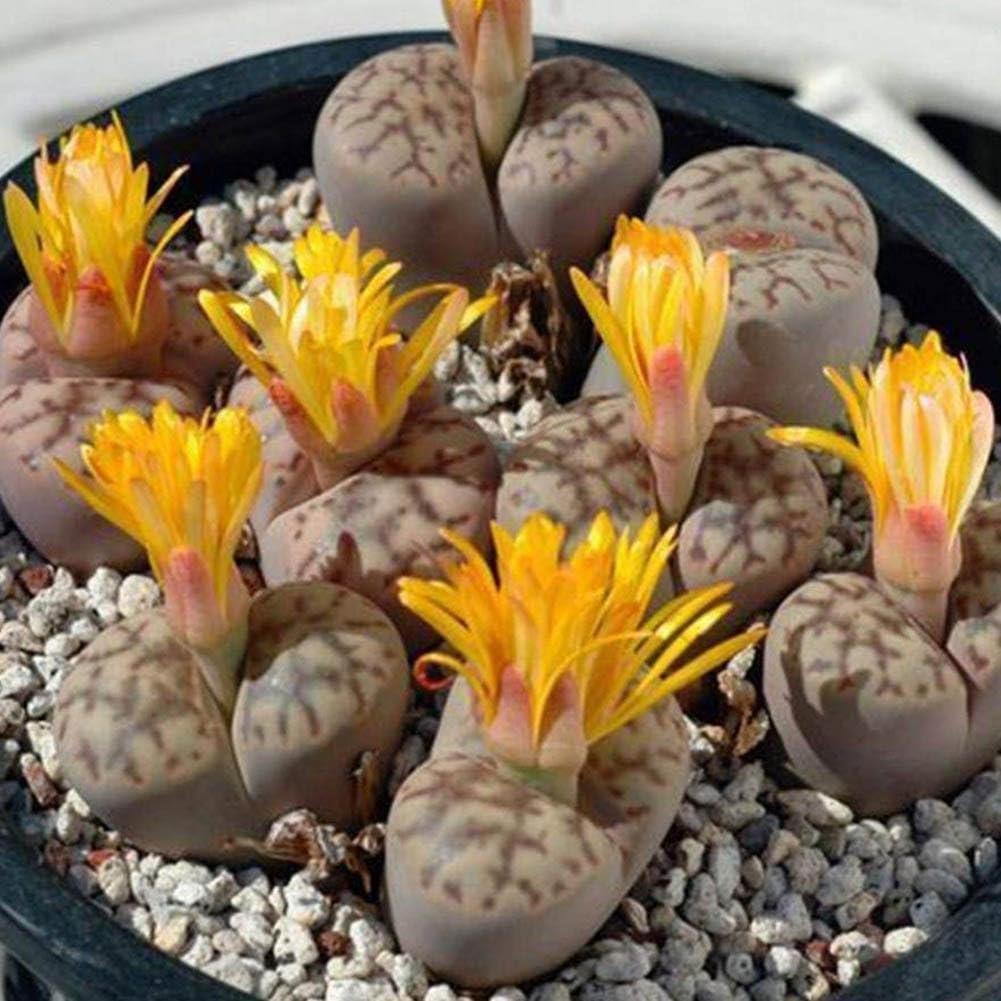 суккуленты литопсы живые камни. конофитум флавум. литопс конофитум. литопс плант микс. литопс семена.
