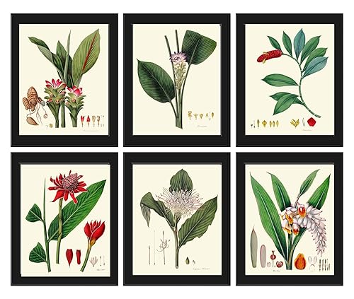 Amazon Com Tropical Flower Print Set Of 6 Antique Botanical Beautiful Jewel Of Thailand Indian Head Ginger Lily Alpinia Plant Large Blooming Flowers Home Room Decor Wall Art Unframed Handmade