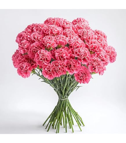 ハチ公　CLASS 100 carnations & japanes Amazon.com : GlobalRose 300 Red Carnation Flowers - Responsibly