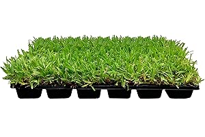 FLORIDA FOLIAGE St. Augustine Palmetto | 36 Live Extra Large Grass Plugs | Drought, Salt & Shade Tolerant Turf Sod