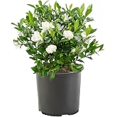 Gardenia 1 Gal. August Beauty Shrub