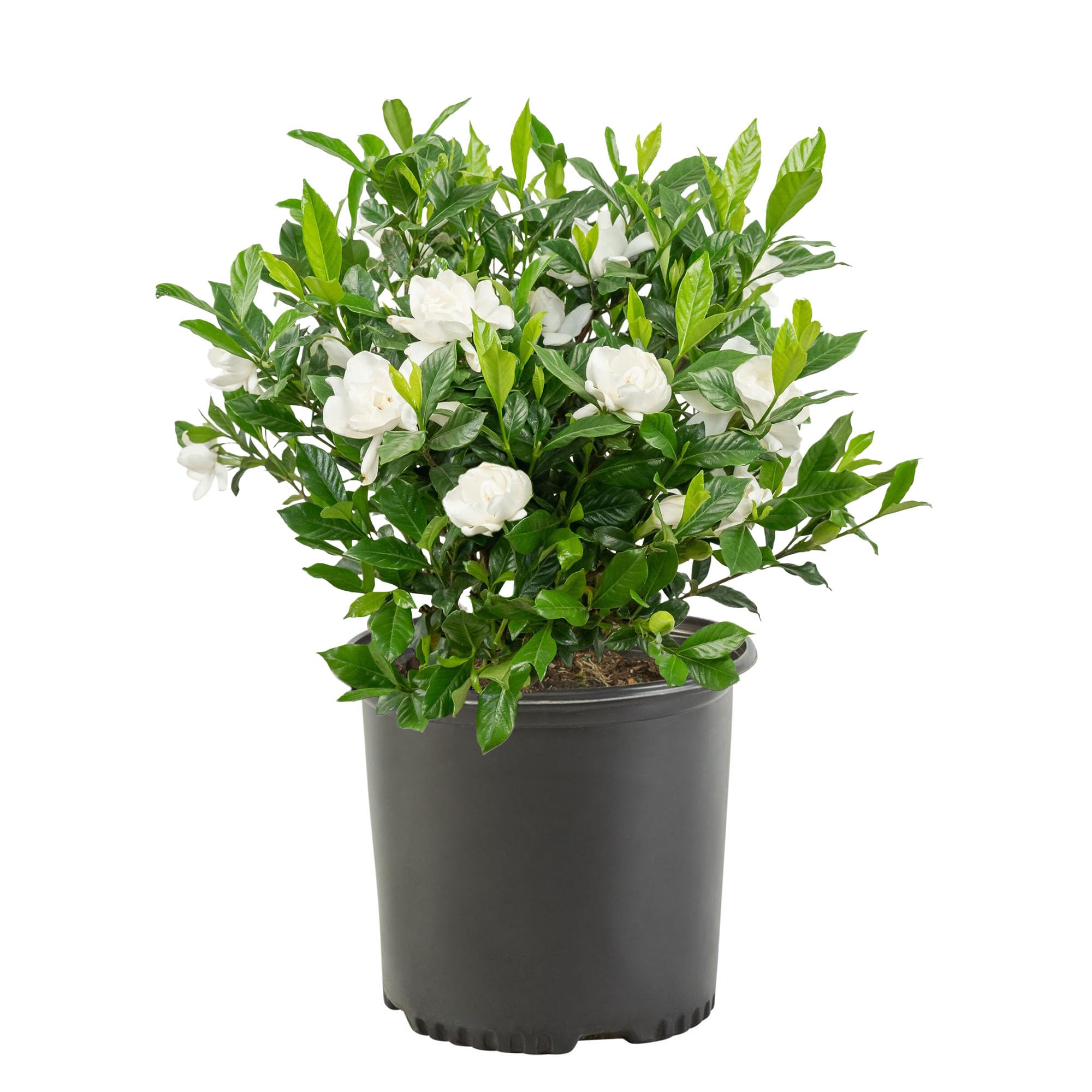 August Beauty Gardenia Shrub 2.5 Qt | Fragrant Evergreen with Prolific Blooms