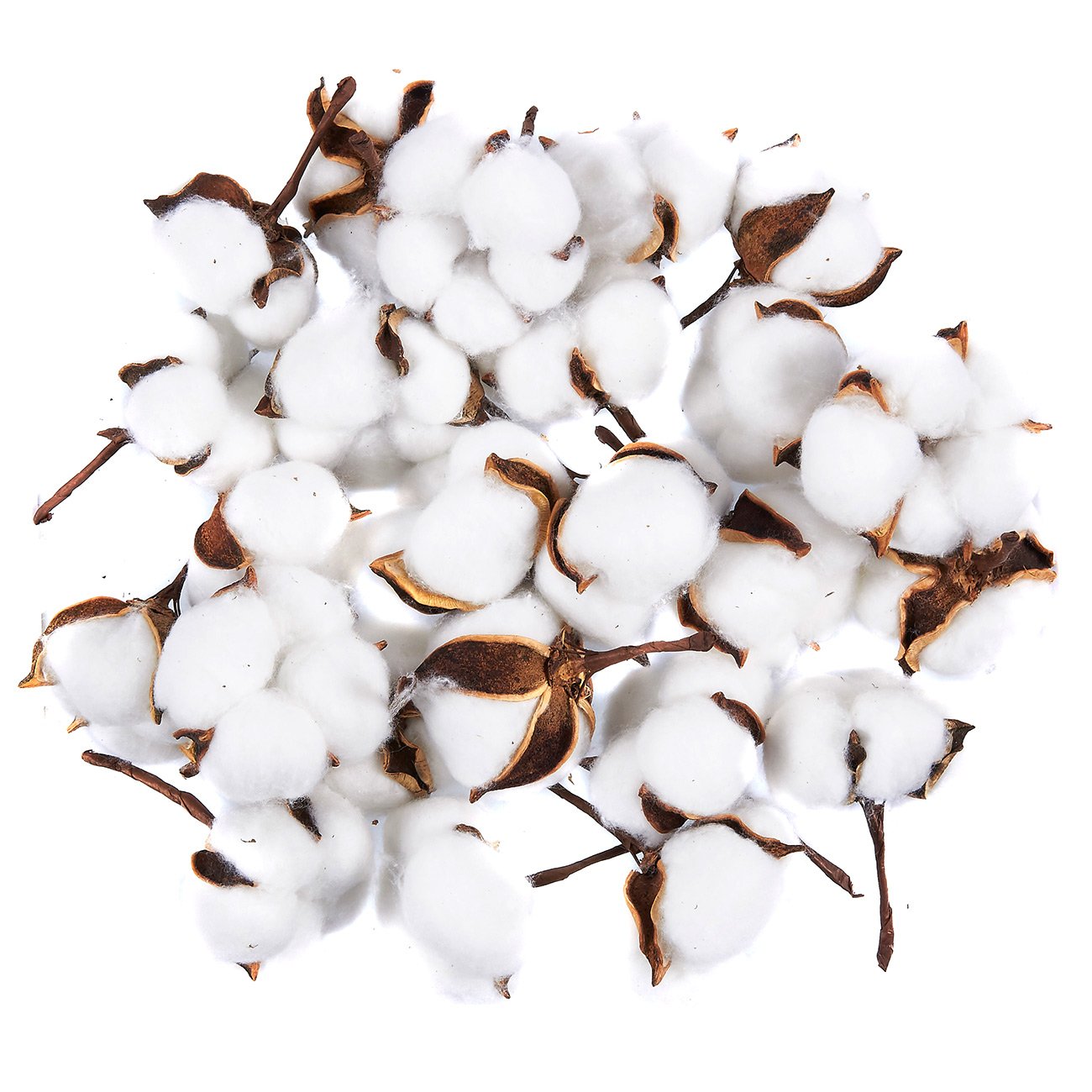 Juvale Cotton Bolls 24 Pack Natural Color Dried Cotton Balls