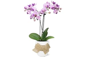 PLANTS & BLOOMS SHOP Just Add Ice JA5151 Pink Orchid in White Ceramic with Burlap Bow - Live Indoor Plant, Long-Lasting Flowers, Gift for Mother's Day, Spring Décor, Shabby Chic, Rustic Farmhouse - 2.5" Diameter, 9" Tall