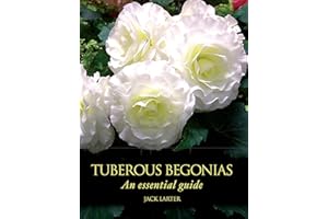 Tuberous Begonias: An Essential Guide