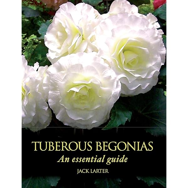 Begonias: Stevens, Mike: 9781552975527: Amazon.com: Books
