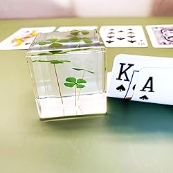 Bon Cube Real Four Leaf Clover Desk Accessory