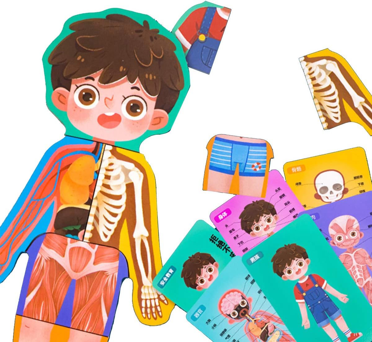 RAINBOW TOYFROG RainbowToyFrog Human Anatomy Puzzle Set Boys – Body Parts for Kids & Toddlers – 36 Pcs Each Set, Ages 3+