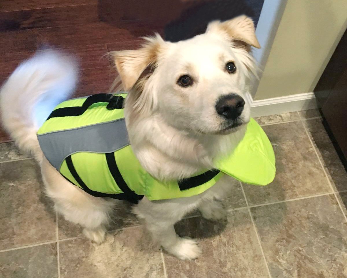 vivaglory dog vest