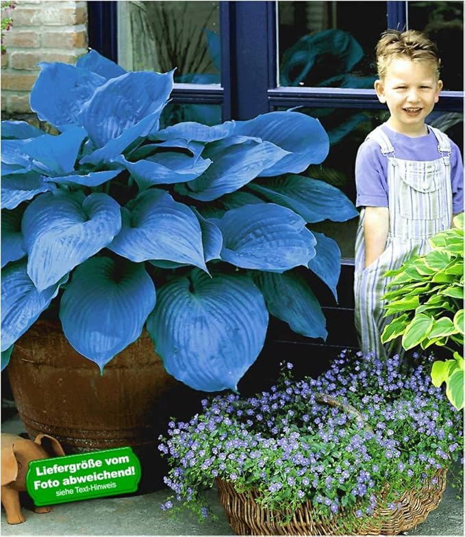 BALDUR-Garten Funkien Riesen Hosta blau 'Halycon', 2 Stauden Knollen winterhart