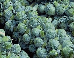 Brussel Sprouts Seed, Long Island Improved, Heirloom, Non GMO, 25+ Seeds, Early Delicious Veggie Country Creek Acres…