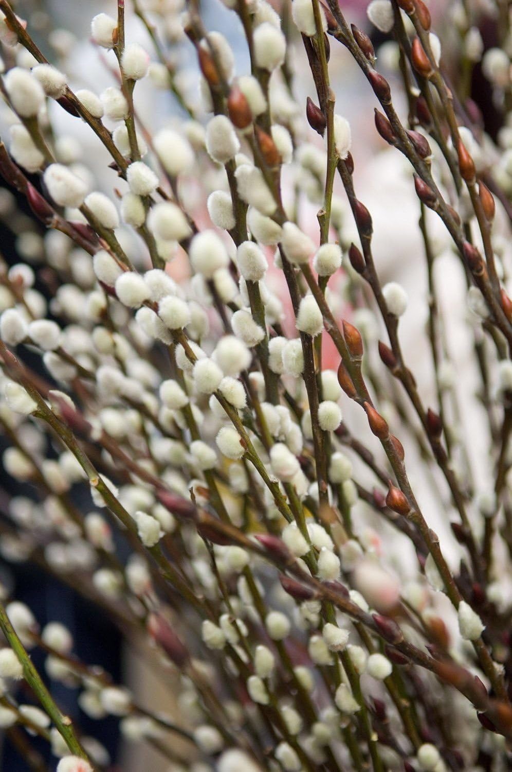 3 French Pussy WILLOW1 FT Rooted SHRUBS Trees KATSKILL Blooms Live Plants