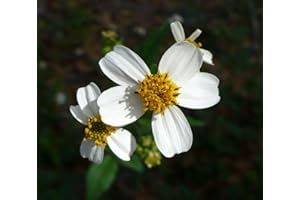 Spanish Needles Bidens Pilosa Organic 50+ Seeds ()