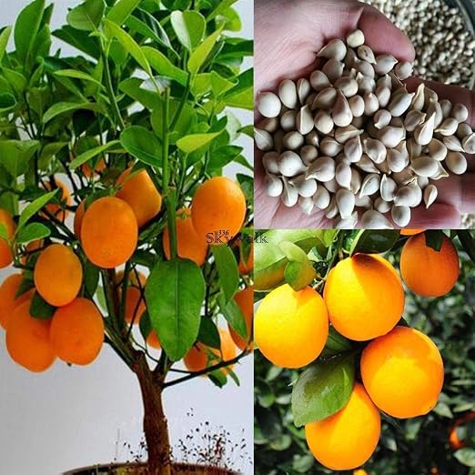 Plantree 10 Unids/Bolsa Semillas De Naranja Semillas De Naranjo ...