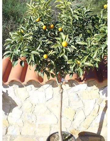 Frutales | Amazon.es