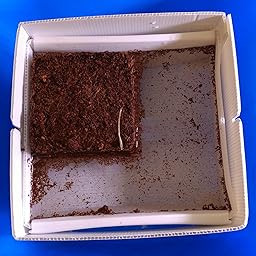 Huerto Urbano - Seed Box Kids - Batlle: Amazon.es: Jardín