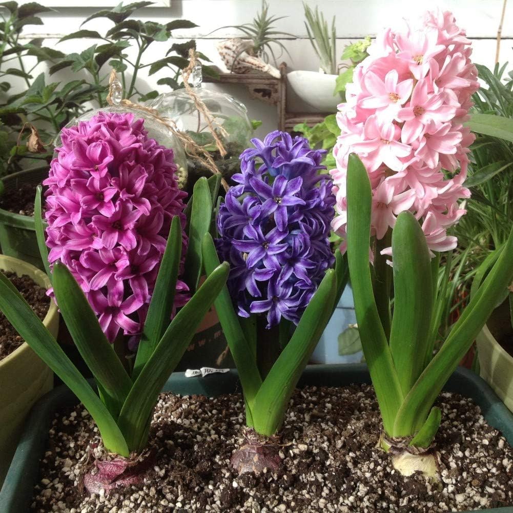 Loveble 300 Pcs Mix Hyacinth Seeds Beautiful Garden Decoration Ornamental Plants