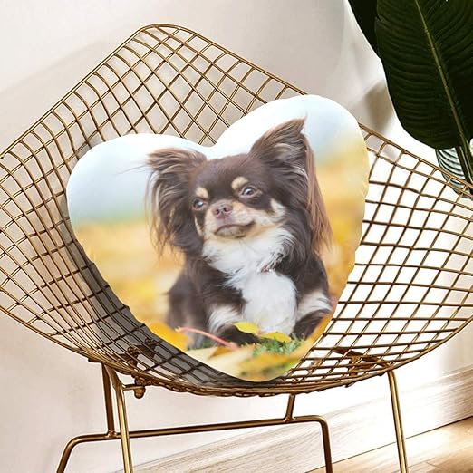 cute small chihuahua