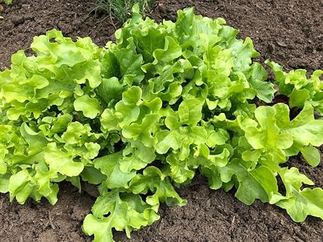 12 variedades | Surtido de semillas de verduras | más de 14000 ...